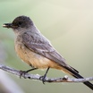 Say's Phoebe